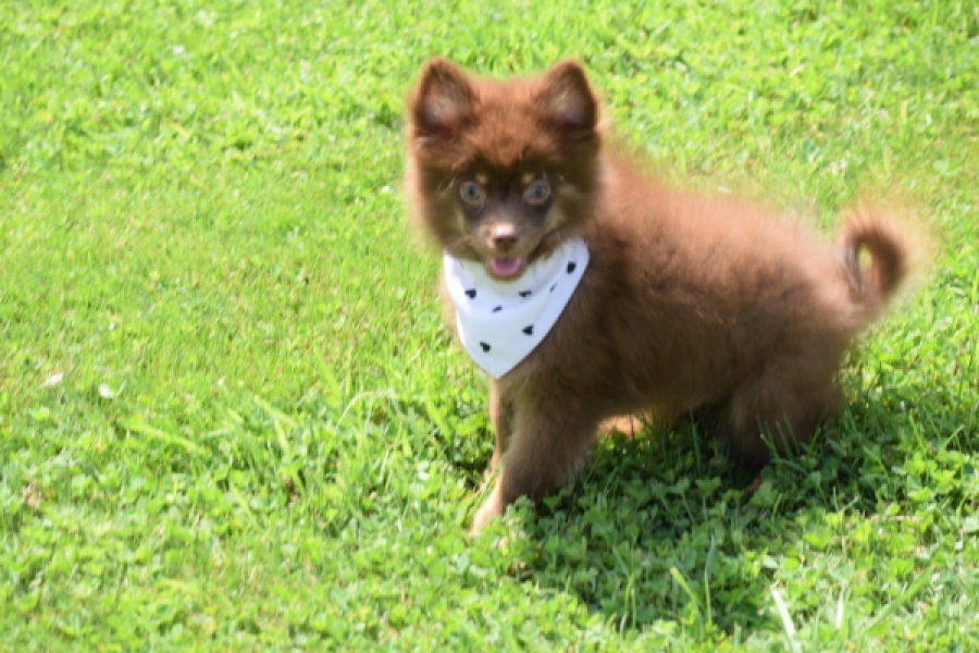 Keeshond (reu) 55450