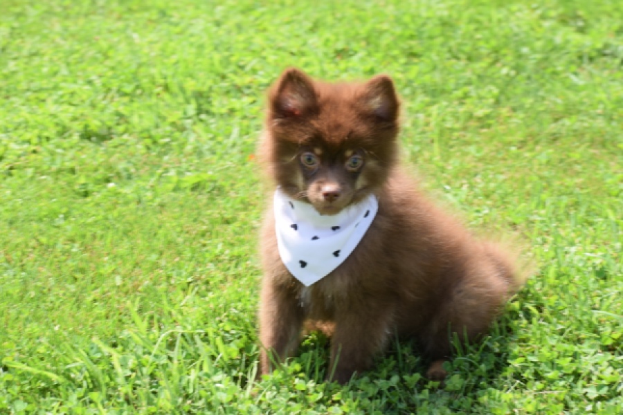 Keeshond (reu) 55450