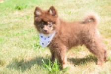 Keeshond (reu) 55450