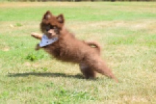 Keeshond (reu) 55450