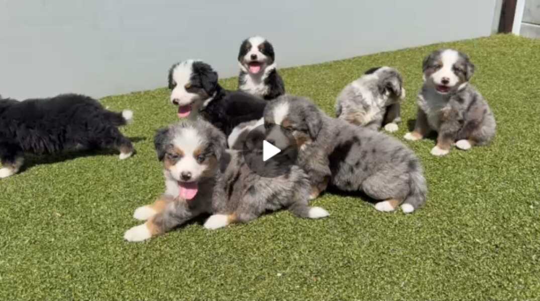 Australische herder x Berner Sennen pups