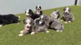 Australische herder x Berner Sennen pups