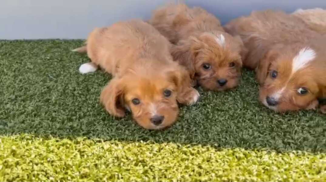 Cavapoo nestje 