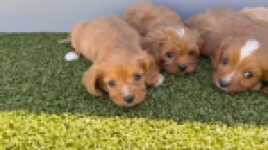 Cavapoo nestje 