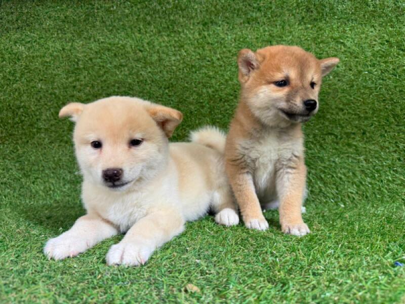 Shiba inu pups nestje 