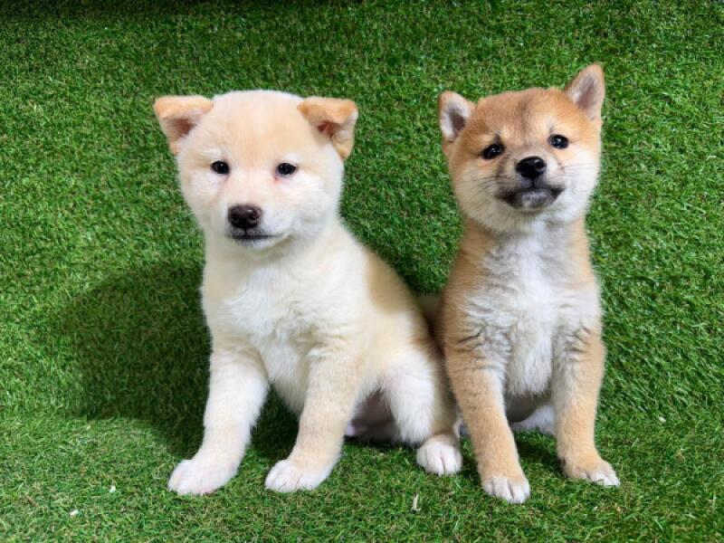 Shiba inu pups nestje 