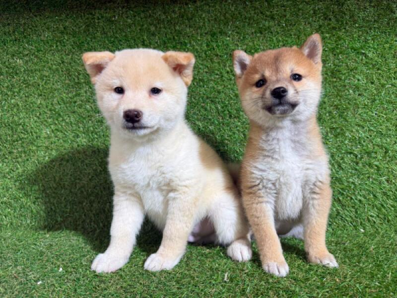 Shiba inu pups nestje 