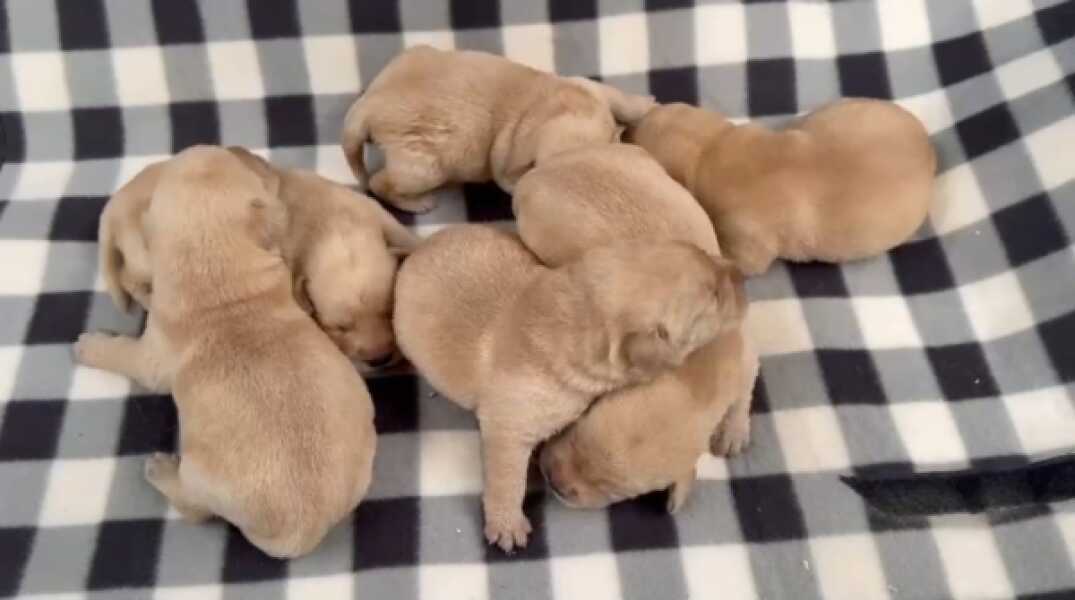 Labrador (reu) 47121