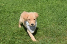 Labrador (reu) 47121