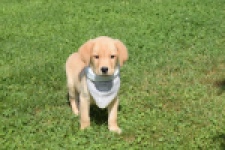 Labrador (reu) 47121