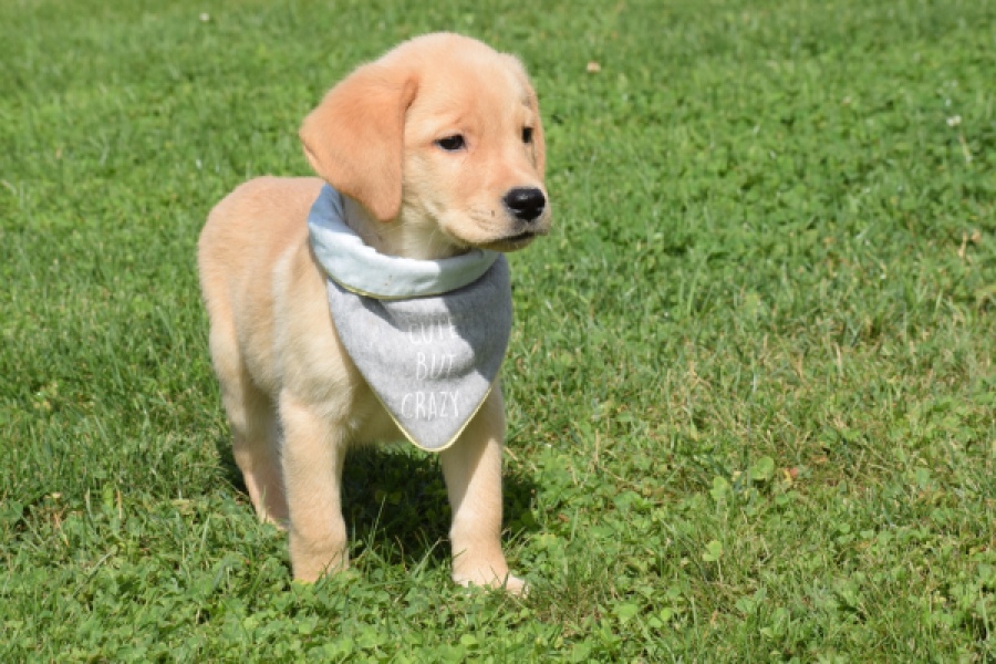 Labrador (reu) 47121