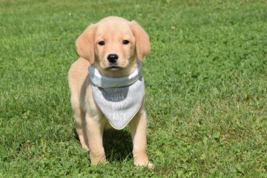Labrador (reu) 47121