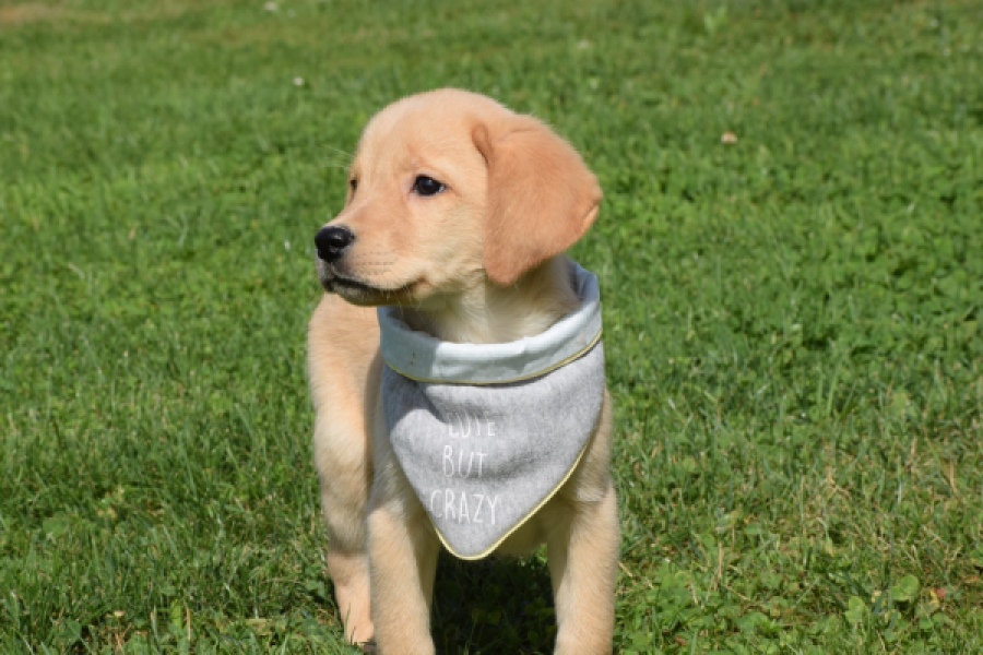 Labrador (reu) 47121
