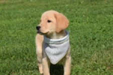 Labrador (reu) 47121