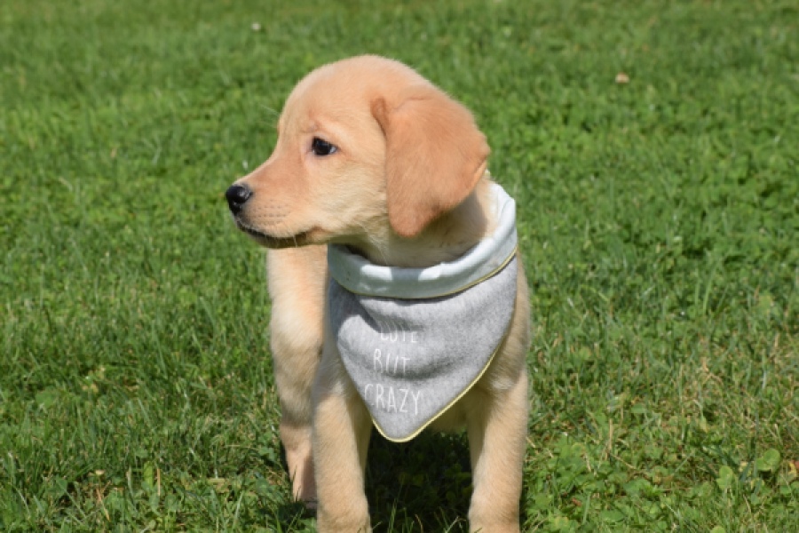 Labrador (reu) 47121