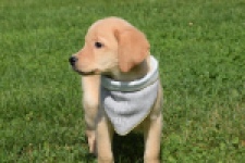 Labrador (reu) 47121