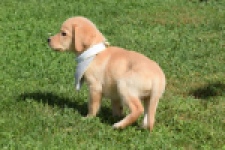 Labrador (reu) 47121