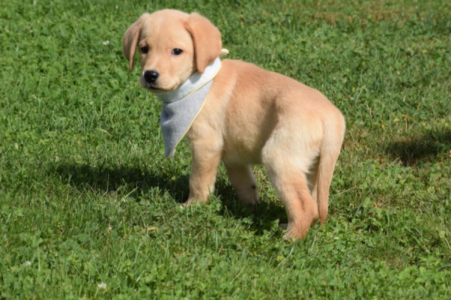 Labrador (reu) 47121