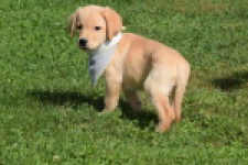 Labrador (reu) 47121