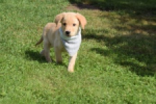 Labrador (reu) 47121