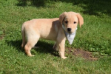 Labrador (reu) 47121
