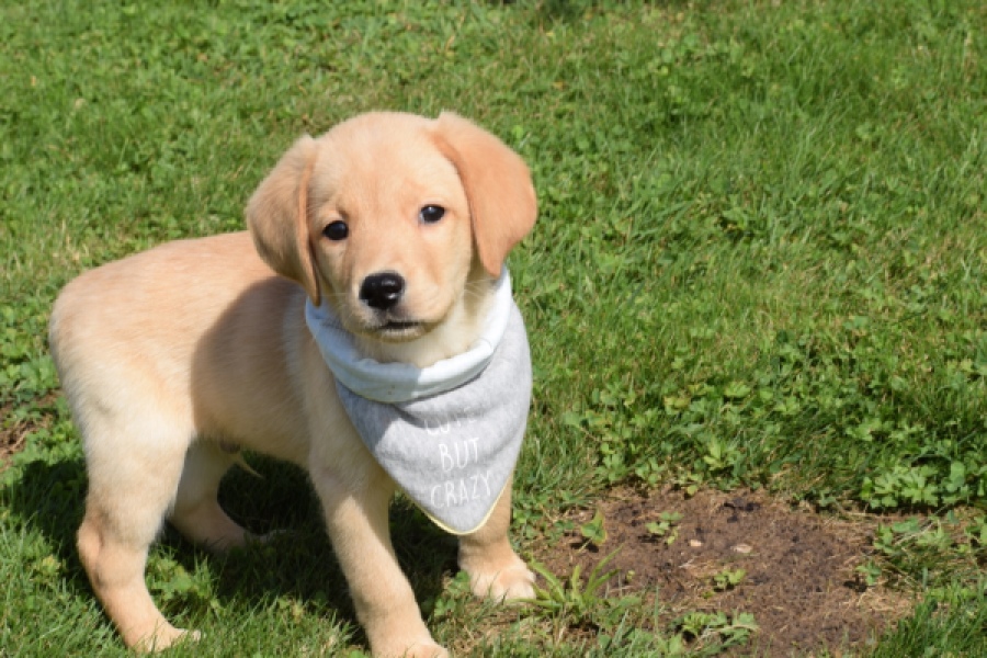 Labrador (reu) 47121