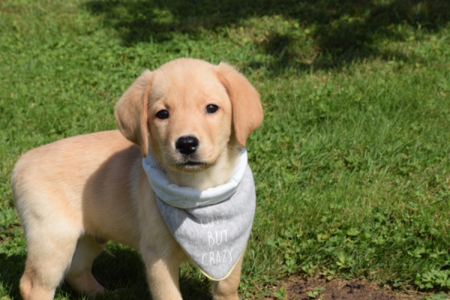 Labrador (reu) 47121