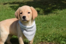 Labrador (reu) 47121