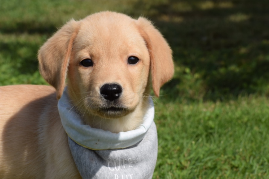 Labrador (reu) 47121