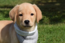 Labrador (reu) 47121