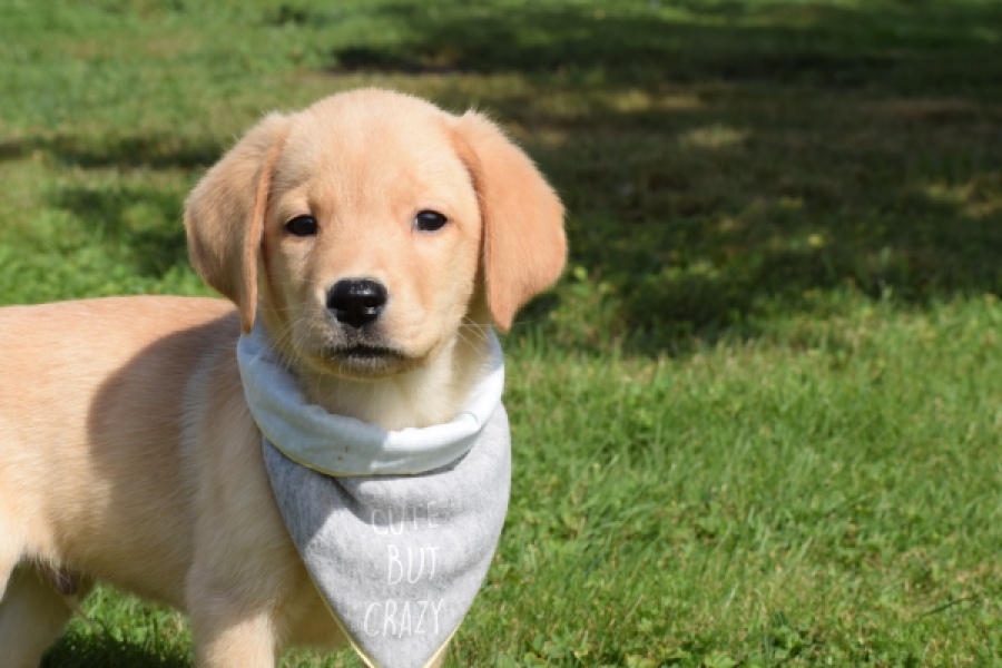 Labrador (reu) 47121