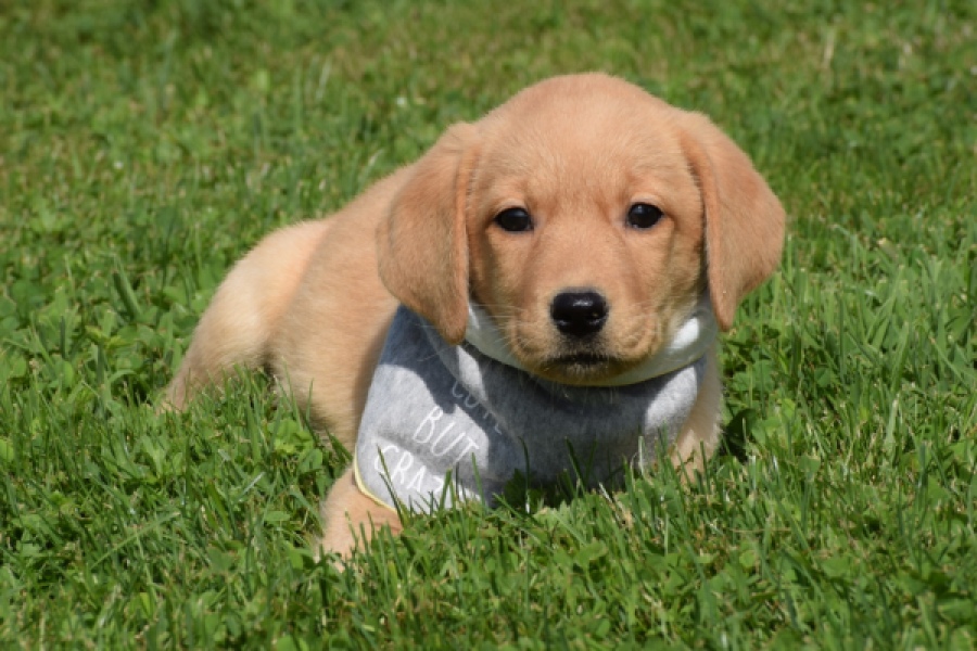 Labrador (teef) 49808