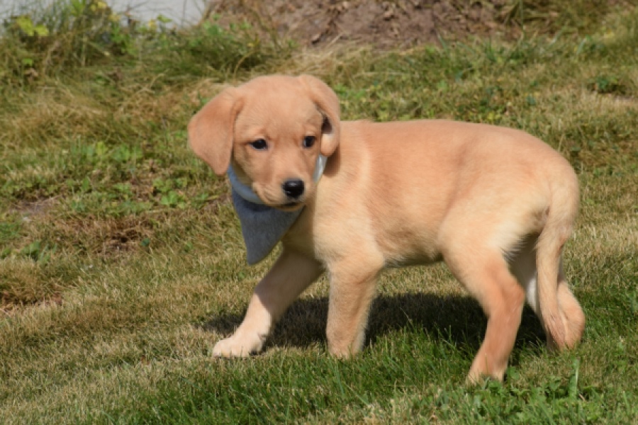 Labrador (teef) 49808