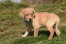 Labrador (teef) 49808