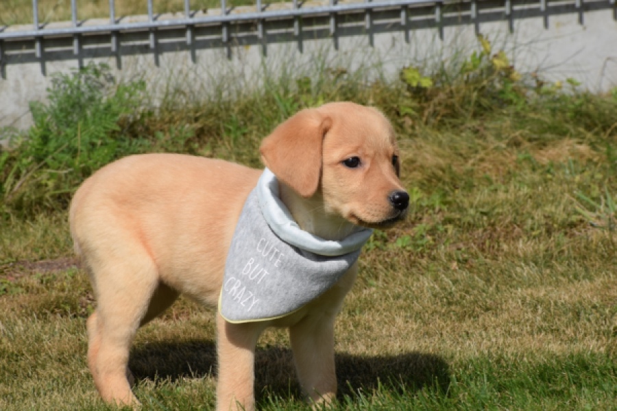 Labrador (teef) 49808