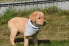 Labrador (teef) 49808