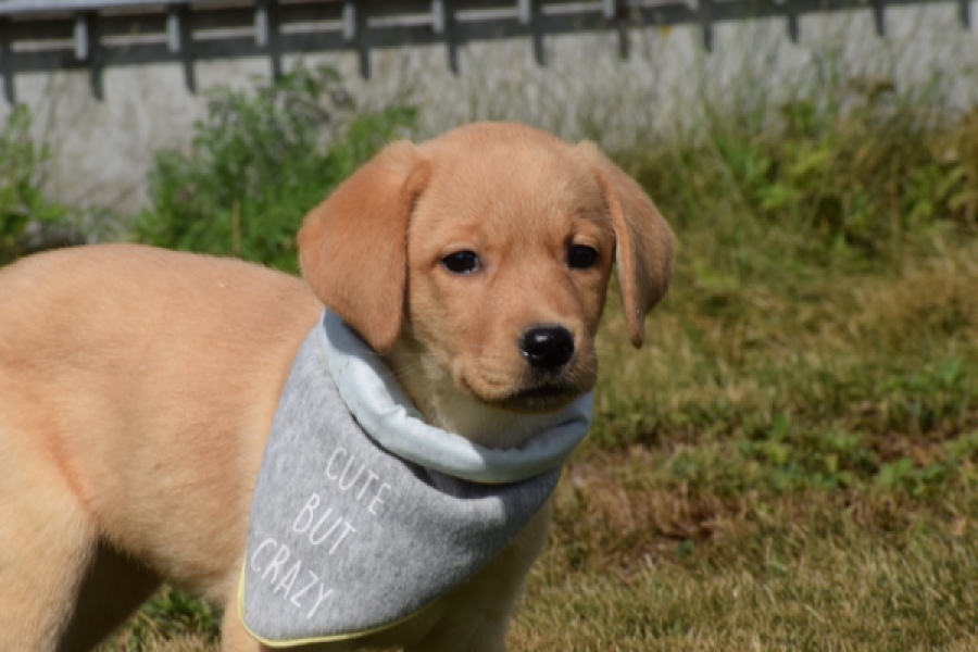 Labrador (teef) 49808