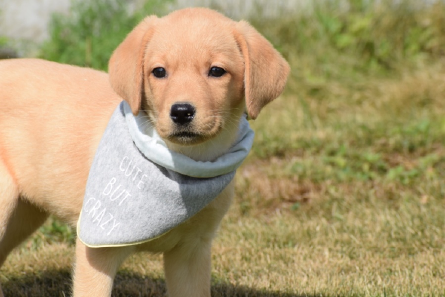 Labrador (teef) 49808