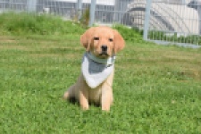 Labrador (reu) 45459