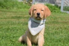 Labrador (reu) 45459