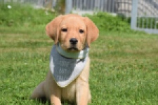 Labrador (reu) 45459