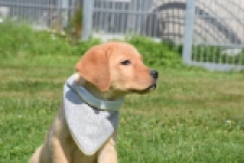 Labrador (reu) 45459