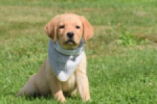 Labrador (reu) 45459
