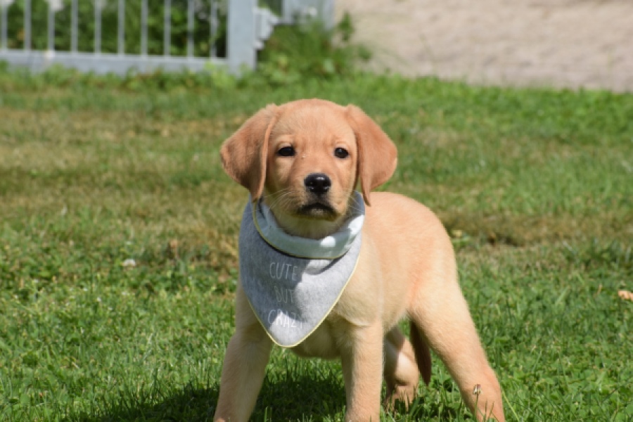 Labrador (reu) 45459