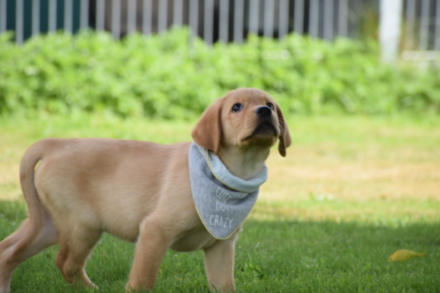 Labrador (reu) 45459