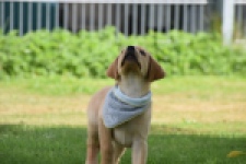 Labrador (reu) 45459