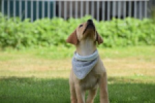 Labrador (reu) 45459