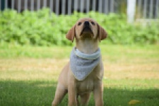 Labrador (reu) 45459