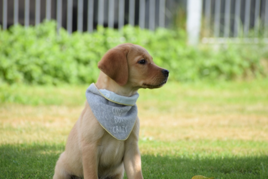 Labrador (reu) 45459
