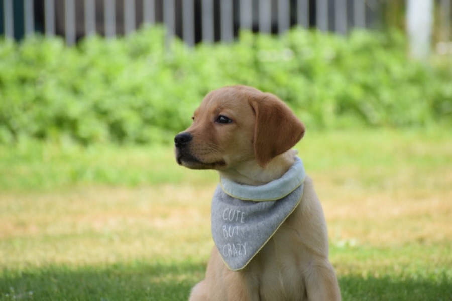 Labrador (reu) 45459